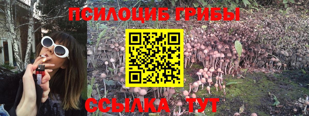 Галлюциногенные грибы прущие грибы Архангельск